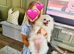 Pomeranian Girl