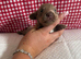 Miniature dachshund puppies