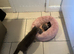 Kitten for sale