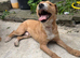 Lakeland terrier