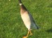 Sexed Female Indian Runner Ducks