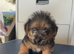 K.C. Registered Norfolk terrier