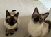 Beautiful Siamese x Ragdoll Kittens