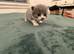 British short hair kittens