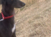 Woking Lurcher Girl