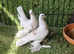 Kurdish pigeons