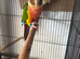 Conures for sale