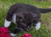 3 gorgeous grey, white & black Calico kittens