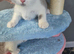 Still available British shorthair kittens 1 girl 2 boys ready now