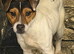 Jack Russell dog