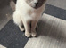 Ragamese siamese cross ragdoll