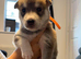 Alaskan malamute cross husky
