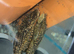 Honeycomb pleco trio