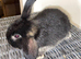 Female Holland lop