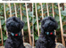 King Schnoodle