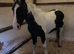 Cob mare for sale