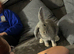 Baby Rex and French lop bunnies