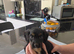 Cockapoo f1 pups  ready now