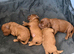 F1b fox red Cavapoos