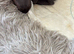 Beautiful Pure Canadian Hairless Sphynx Girl