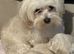 Malshi puppy female