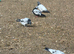 Pigeons for sale