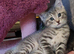 ABSOLUTELY BEAUTIFUL RUSSIAN BLUE KITTEN 9 WEEKS