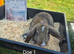 Stunning French Lop Litter
