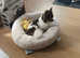 Stunning Chocolate, Tan & White Long-Haired Chihuahua