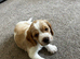 Beagle/Red Fox Lab x Red Fox Lab puppies