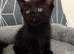 Kitten