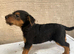 Lakeland terrier pups