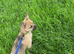 French x shih tzu for rehoming