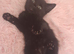 Beautiful kittens