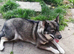 Husky cross for sale