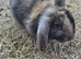 Angora X Mini Lop Bunnies