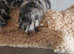 Tica Reg pedigree Maine Coon kittens