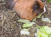 3 beautiful Sows/girls 1 boar available