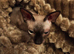 Beautiful sphinx girl