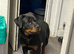 Female Rottweiler pup