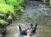 Male German Shepherd