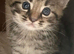Kittens for sale