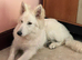 White German Shepherd Dog Male at Stud (Long Coat)