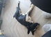 Female border collie