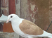 Saddle racing pigeons for sale