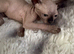 sphynx cannadian kittens