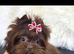 4 Month Old Chocolate Yorkie Pup