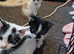 4 female kittens ready to leave now