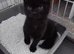 Black female kitten for sale