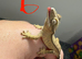 Partial Pinstripe Flame (or low-expression Harlequin)